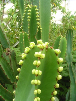 Euphorbia